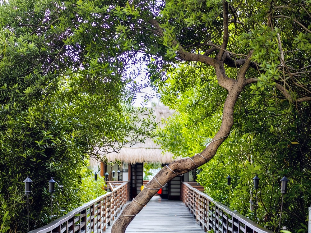 A wooden walkway with railings weaves beneath arching tree branches, guiding guests toward a charming thatched-roof building—the perfect setting for a destination wedding.