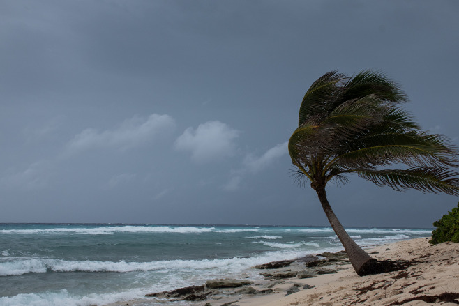 A tree blows on a beach during the hurricane destination wedding season