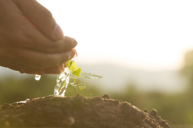 A hand pours water on a tiny plant