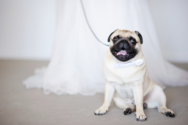 A cute pug is the ring bearer at a destination wedding