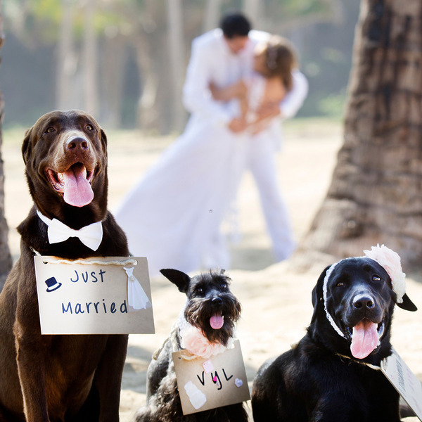 Dogs at a pet friendly wedding resort, while their parents kiss at their wedding