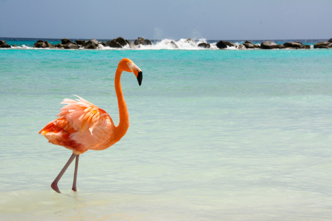 A flamingo on a beach in Aruba