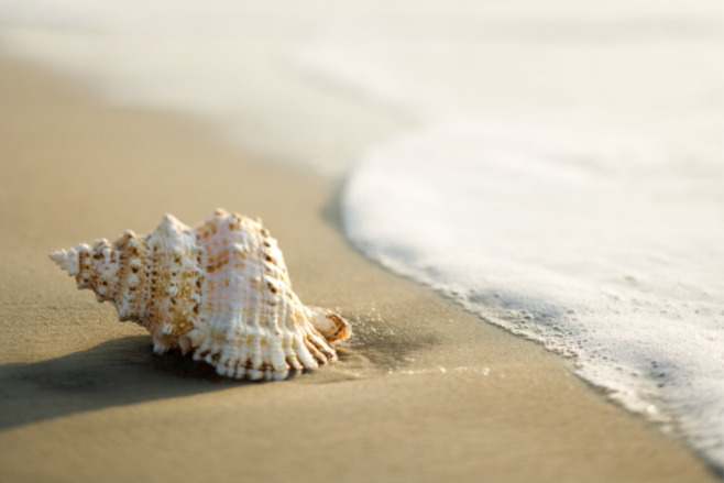 A shell on a beach