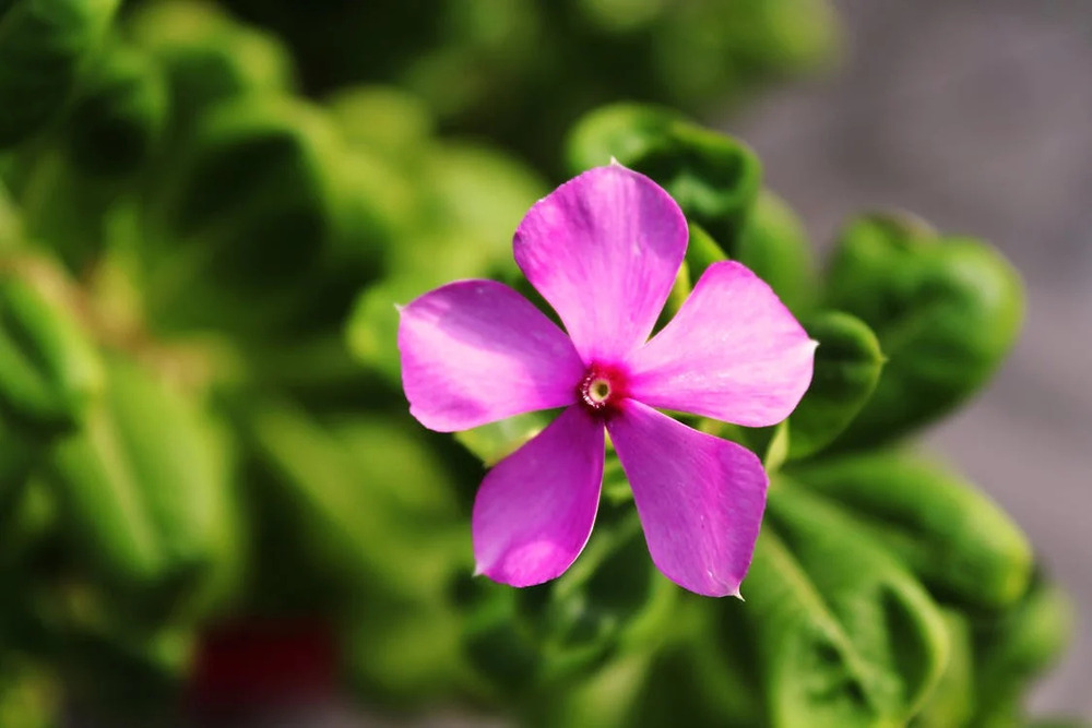 A pink flower with five petals stands out against a lush green leafy background, creating a perfect scene for a destination wedding.