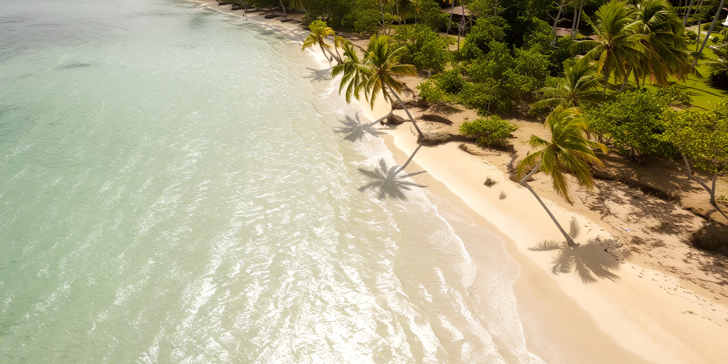 Bahia Principe Grand Samana: aerial view of a stunning destination wedding beach with palms and clear water.