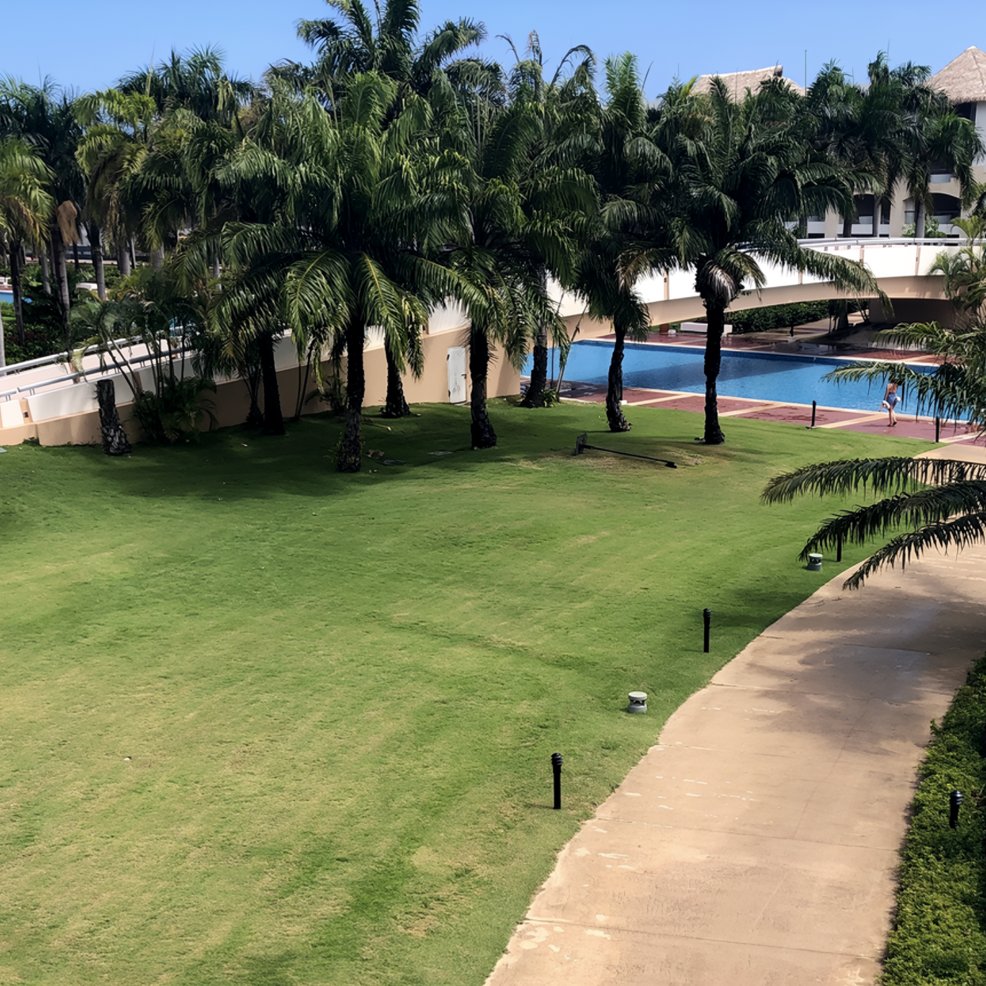 A lush lawn with palm trees, a curved walkway, and a pool with a white bridge&mdash;perfect for a destination wedding.