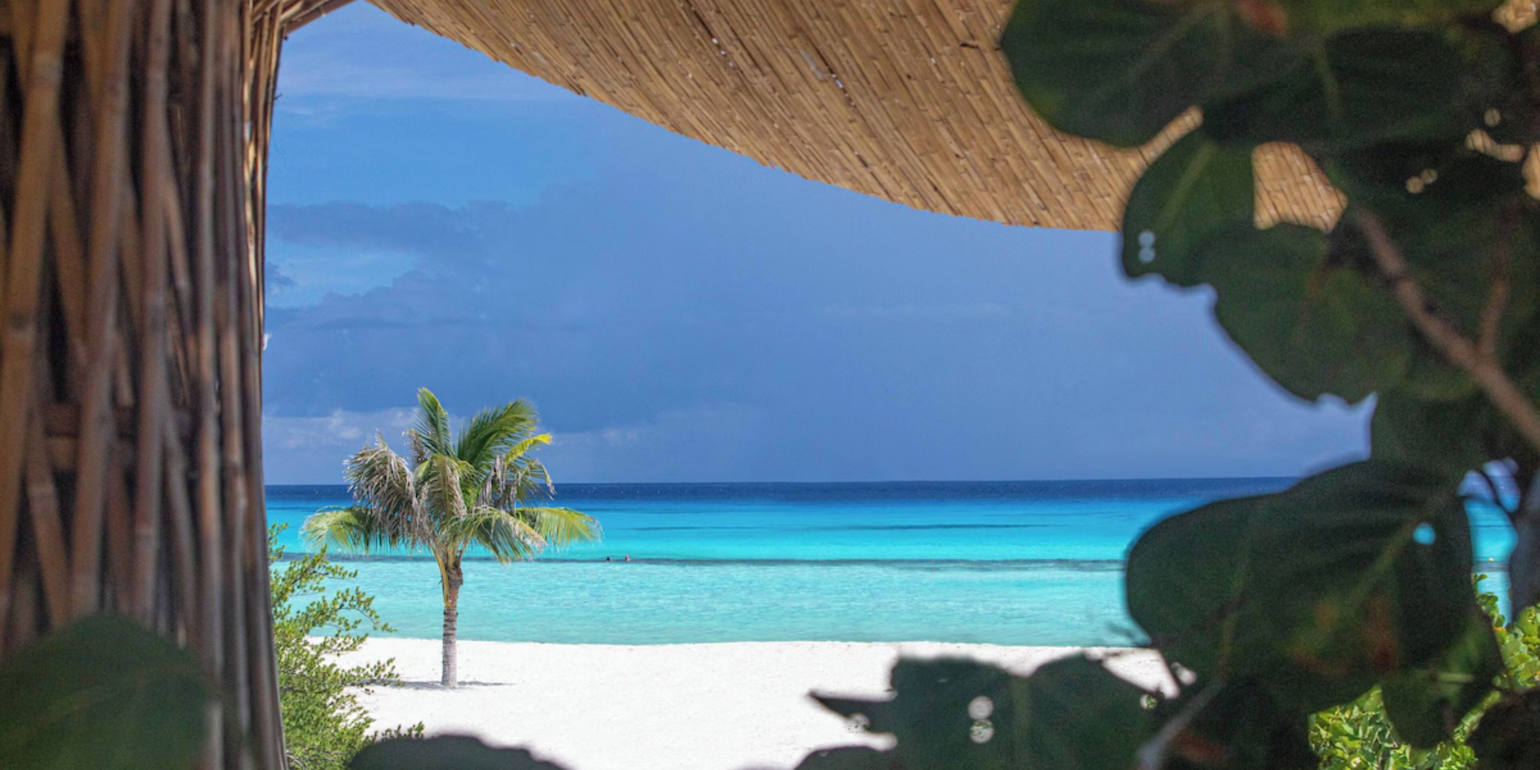 Sandos Playacar: white sand, turquoise water, and a lone palm tree&mdash;ideal for a destination wedding.